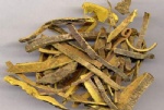 Phellodendron
