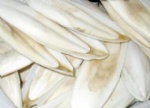 Cuttle Fish Bone